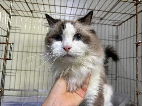 레그돌 · 00639, 가족을 기다리는 고양이