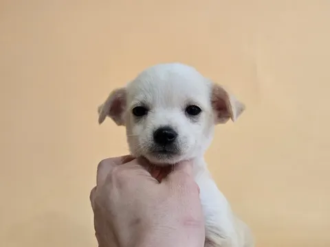믹스견 · 00596, 가족을 기다리는 강아지