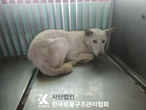 믹스견 · 00387, 가족을 기다리는 강아지