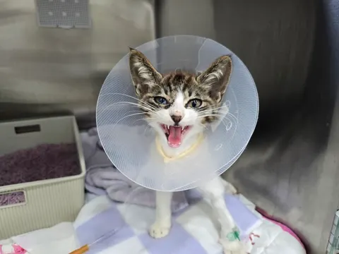 한국 고양이 · 00574, 가족을 기다리는 고양이