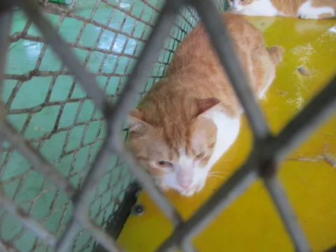 한국 고양이 · 00697, 가족을 기다리는 고양이