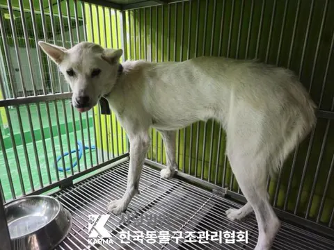 믹스견 · 00620, 가족을 기다리는 강아지