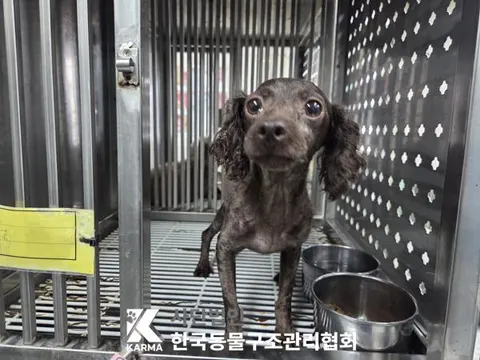 푸들 · 00127, 가족을 기다리는 강아지