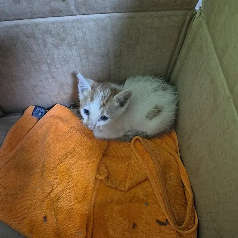 한국 고양이 · 00450, 가족을 기다리는 고양이