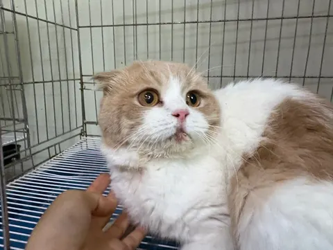 브리티시 쇼트헤어 · 00641, 가족을 기다리는 고양이