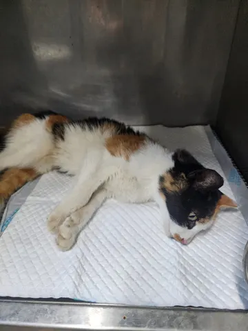 한국 고양이 · 00182, 가족을 기다리는 고양이