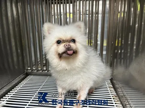 포메라니안 · 00155, 가족을 기다리는 강아지