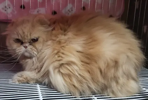 페르시안 · 00129, 가족을 기다리는 고양이