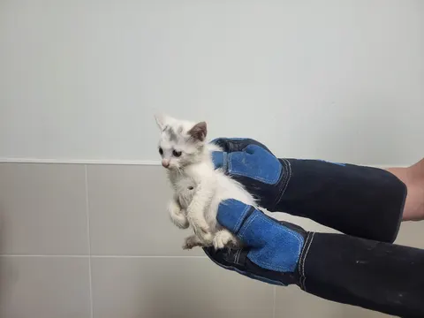 한국 고양이 · 00523, 가족을 기다리는 고양이