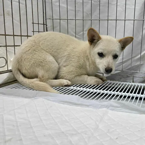 믹스견 · 00395, 가족을 기다리는 강아지