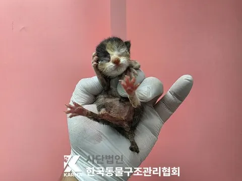 한국 고양이 · 00611, 가족을 기다리는 고양이
