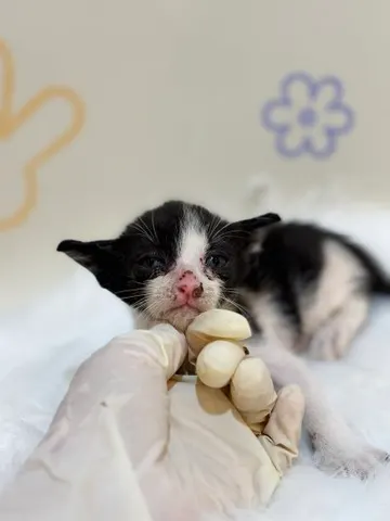 믹스묘 · 00183, 가족을 기다리는 고양이