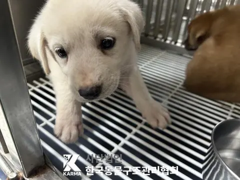 믹스견 · 00101, 가족을 기다리는 강아지