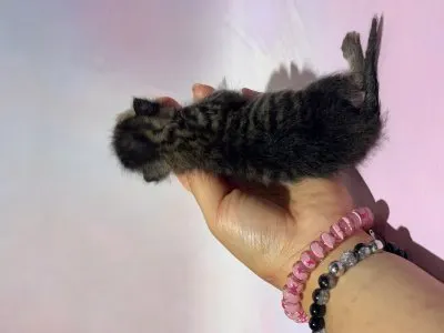 믹스묘 · 00196, 가족을 기다리는 고양이