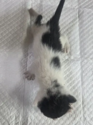 한국 고양이 · 00425, 가족을 기다리는 고양이