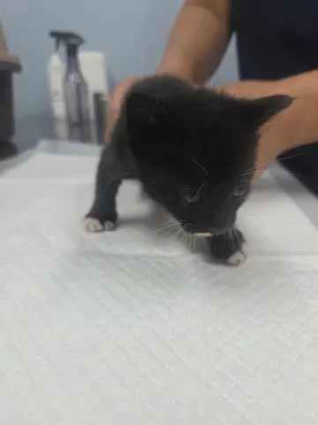 한국 고양이 · 00409, 가족을 기다리는 고양이