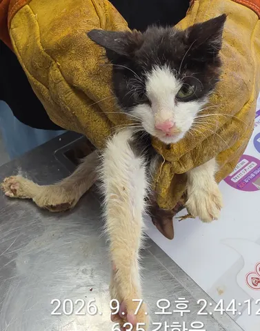 한국 고양이 · 00464, 가족을 기다리는 고양이