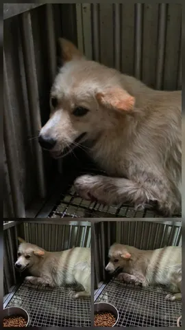 믹스견 · 00286, 가족을 기다리는 강아지
