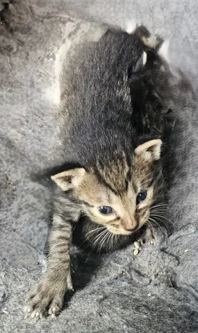한국 고양이 · 00392, 가족을 기다리는 고양이