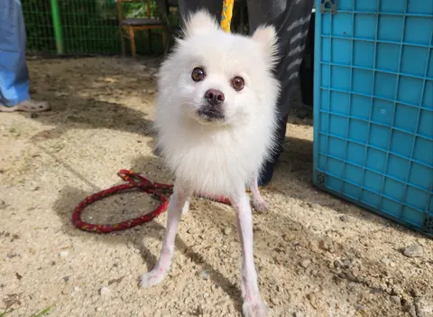 기타 · 00554, 가족을 기다리는 강아지