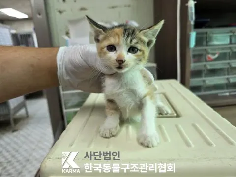 한국 고양이 · 00103, 가족을 기다리는 고양이