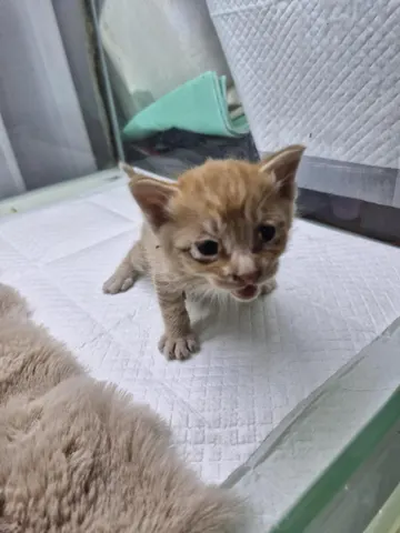 한국 고양이 · 00263, 가족을 기다리는 고양이
