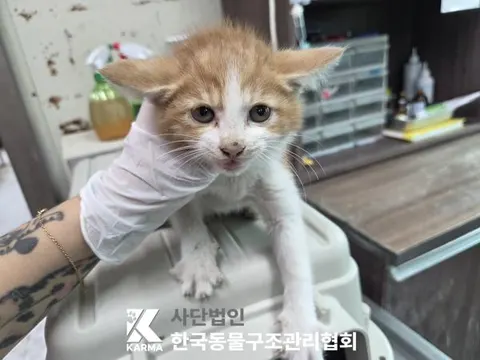 한국 고양이 · 00389, 가족을 기다리는 고양이