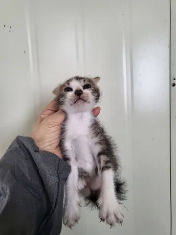 한국 고양이 · 00302, 가족을 기다리는 고양이