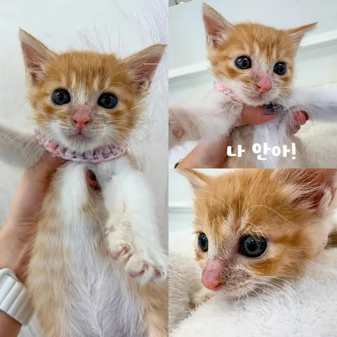 한국 고양이 · 00703, 가족을 기다리는 고양이
