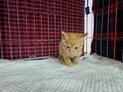 한국 고양이 · 00520, 가족을 기다리는 고양이