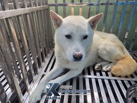 믹스견 · 00256, 가족을 기다리는 강아지