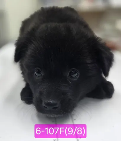 믹스견 · 00106, 가족을 기다리는 강아지