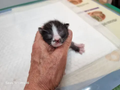한국 고양이 · 00135, 가족을 기다리는 고양이