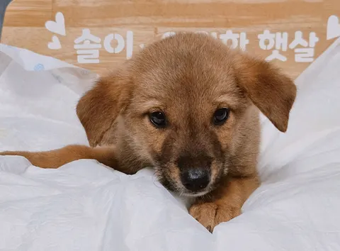 믹스견 · 00304, 가족을 기다리는 강아지