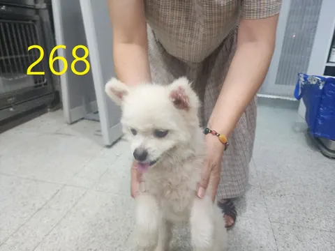 포메라니안 · 00272, 가족을 기다리는 강아지