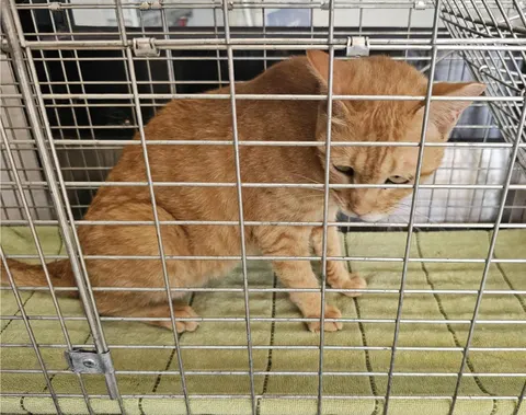 한국 고양이 · 00397, 가족을 기다리는 고양이