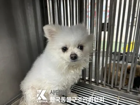 포메라니안 · 00369, 가족을 기다리는 강아지