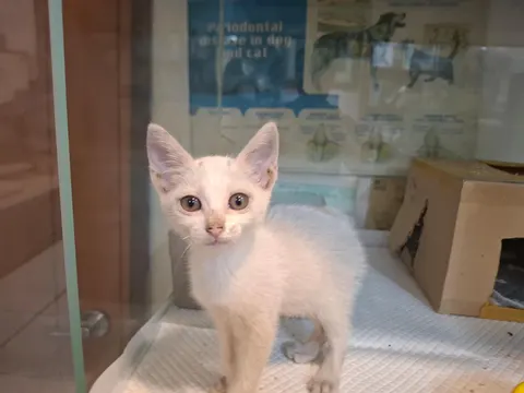 믹스묘 · 00884, 가족을 기다리는 고양이