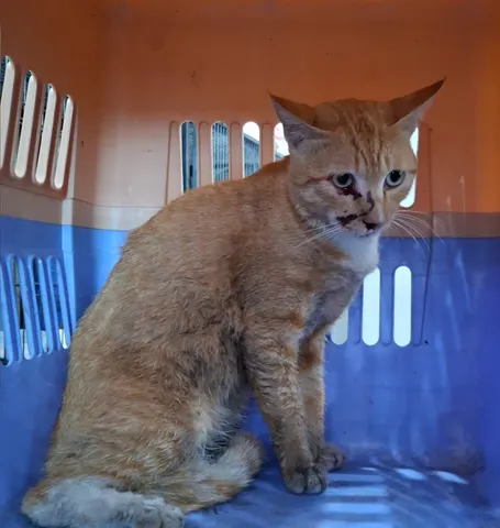 믹스묘 · 00722, 가족을 기다리는 고양이
