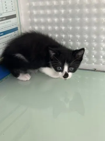한국 고양이 · 00109, 가족을 기다리는 고양이