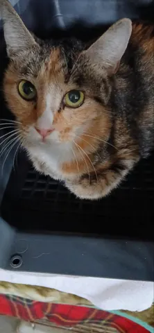 한국 고양이 · 00761, 가족을 기다리는 고양이
