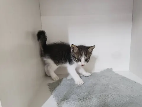 한국 고양이 · 00513, 가족을 기다리는 고양이