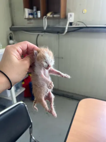 한국 고양이 · 00306, 가족을 기다리는 고양이