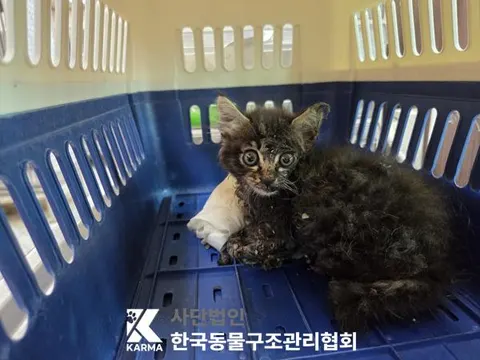 한국 고양이 · 00068, 가족을 기다리는 고양이