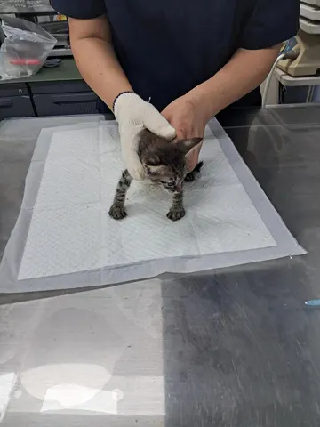 한국 고양이 · 00340, 가족을 기다리는 고양이