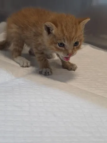 한국 고양이 · 00572, 가족을 기다리는 고양이
