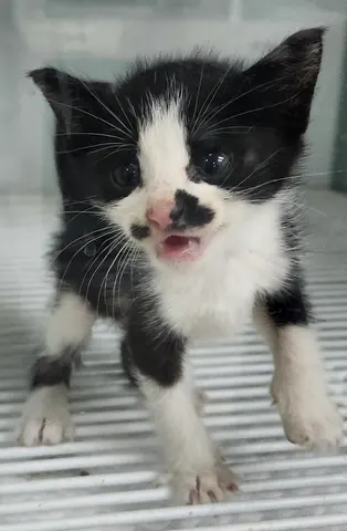 한국 고양이 · 00298, 가족을 기다리는 고양이