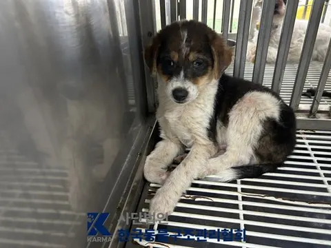 믹스견 · 00126, 가족을 기다리는 강아지