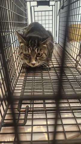 한국 고양이 · 00355, 가족을 기다리는 고양이
