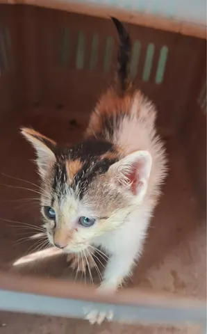 한국 고양이 · 00375, 가족을 기다리는 고양이